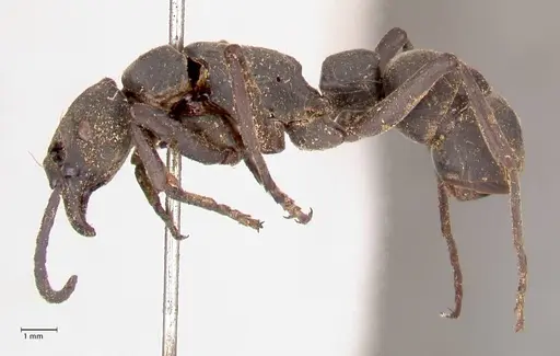 Platythyrea cribrinodis - FOCOL0836