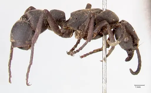 Platythyrea cribrinodis - FOCOL0836