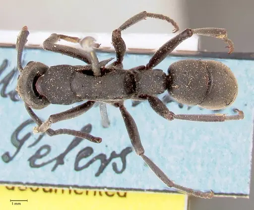 Platythyrea cribrinodis - FOCOL0837