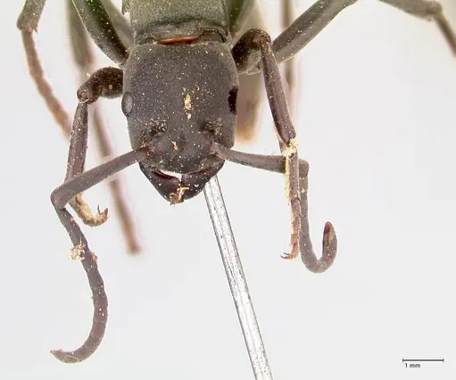 Platythyrea cribrinodis - FOCOL0837