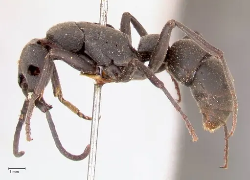 Platythyrea cribrinodis - FOCOL0837