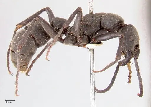 Platythyrea cribrinodis - FOCOL0837