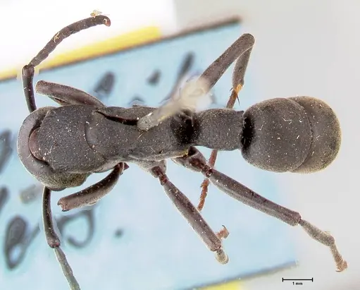 Platythyrea cribrinodis - FOCOL0838