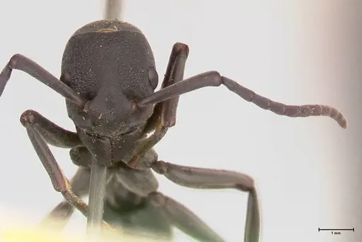 Platythyrea cribrinodis - FOCOL0838