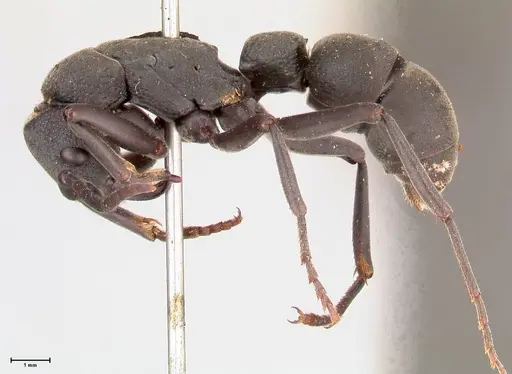 Platythyrea cribrinodis - FOCOL0838