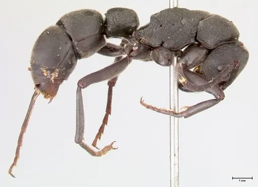 Platythyrea cribrinodis - FOCOL0838