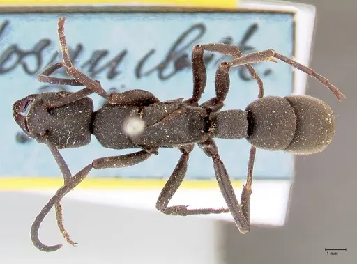 Platythyrea cribrinodis - FOCOL0839