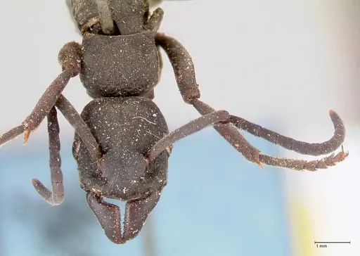 Platythyrea cribrinodis - FOCOL0839