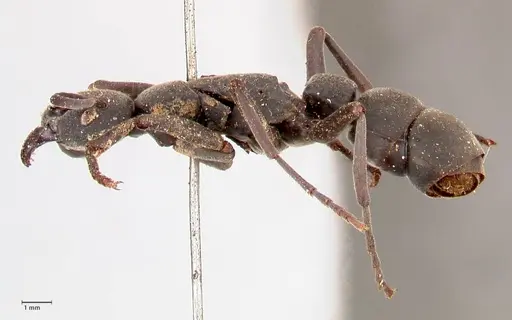 Platythyrea cribrinodis - FOCOL0839