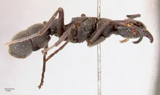Platythyrea cribrinodis - FOCOL0839