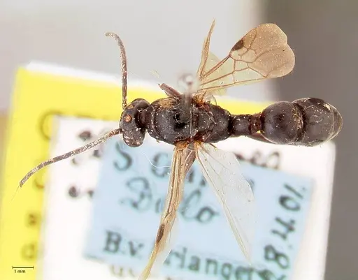 Platythyrea cribrinodis - FOCOL0840