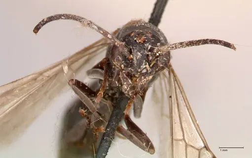 Platythyrea cribrinodis - FOCOL0840