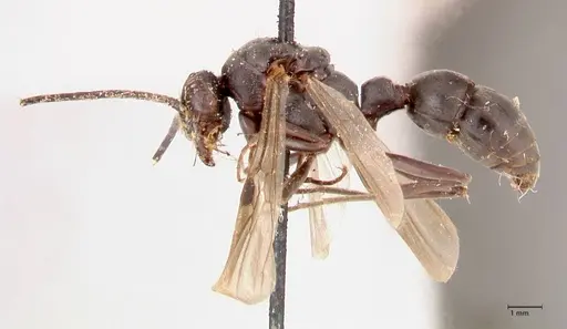 Platythyrea cribrinodis - FOCOL0840