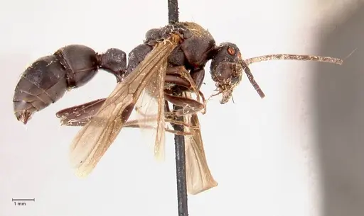 Platythyrea cribrinodis - FOCOL0840