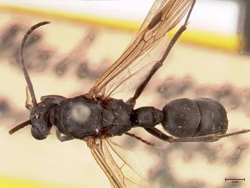 Platythyrea cribrinodis - FOCOL0841