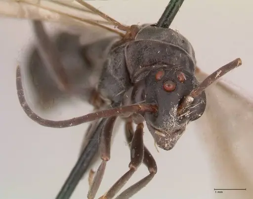 Platythyrea cribrinodis - FOCOL0841