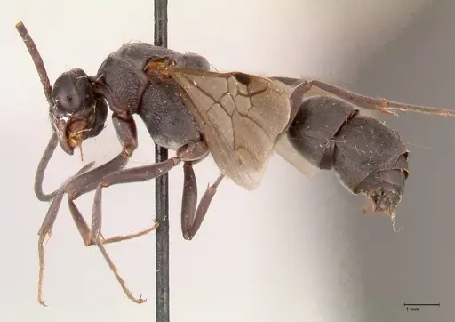 Platythyrea cribrinodis - FOCOL0841