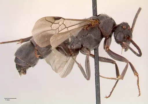 Platythyrea cribrinodis - FOCOL0841