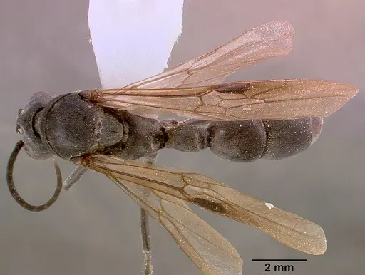 Platythyrea cribrinodis - SAM-HYM-C000337A