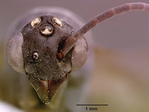 Platythyrea cribrinodis - SAM-HYM-C000337A