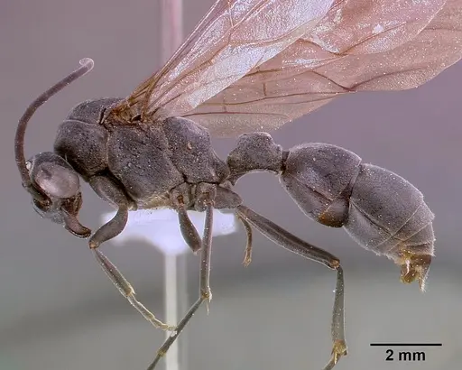 Platythyrea cribrinodis - SAM-HYM-C000337A