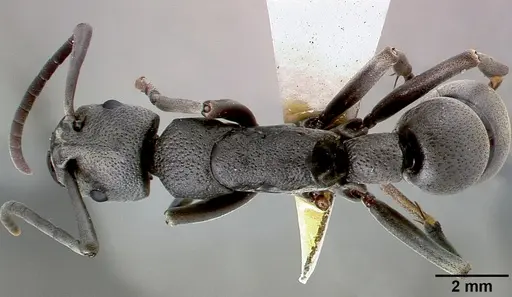 Platythyrea cribrinodis - SAM-HYM-C001104B