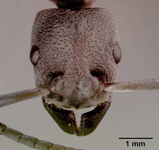 Platythyrea cribrinodis - SAM-HYM-C001104B