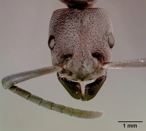 Platythyrea cribrinodis - SAM-HYM-C001104B