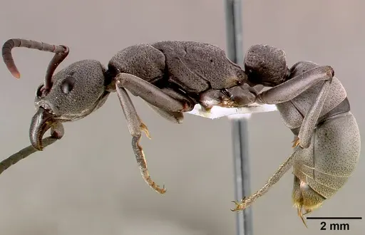 Platythyrea cribrinodis - SAM-HYM-C001104B