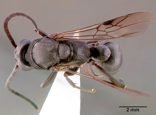 Platythyrea cribrinodis - SAM-HYM-C001105A