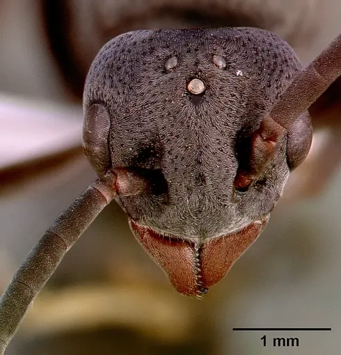 Platythyrea cribrinodis - SAM-HYM-C001105A