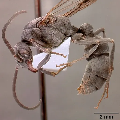 Platythyrea cribrinodis - SAM-HYM-C001105A