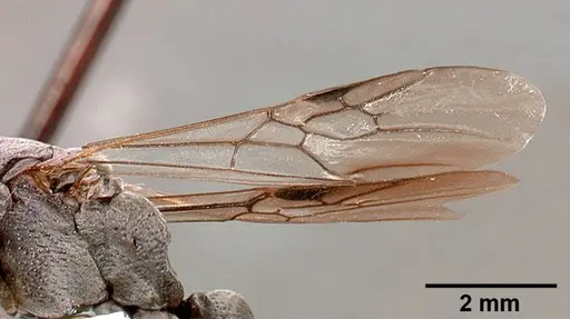 Platythyrea cribrinodis - SAM-HYM-C001105A