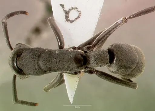 Platythyrea cribrinodis - SAM-HYM-C005620A