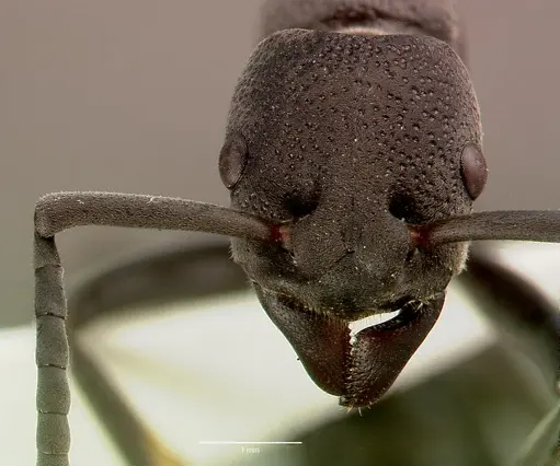 Platythyrea cribrinodis - SAM-HYM-C005620A