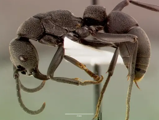 Platythyrea cribrinodis - SAM-HYM-C005620A