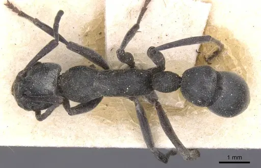 Platythyrea crucheti specimen