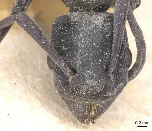 Platythyrea crucheti specimen