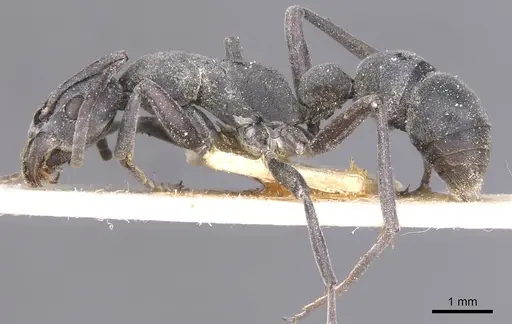 Platythyrea crucheti specimen