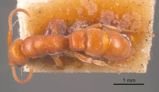 Platythyrea dentinodis specimen