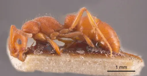 Platythyrea dentinodis specimen