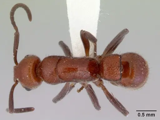 Platythyrea dentinodis - CASENT0172409