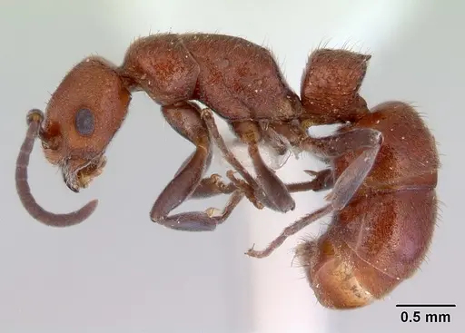 Platythyrea dentinodis - CASENT0172409