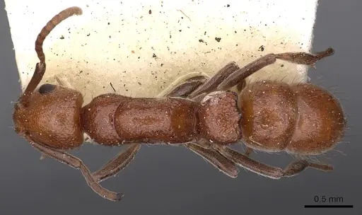 Platythyrea dentinodis - CASENT0900577