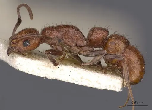 Platythyrea dentinodis - CASENT0900577