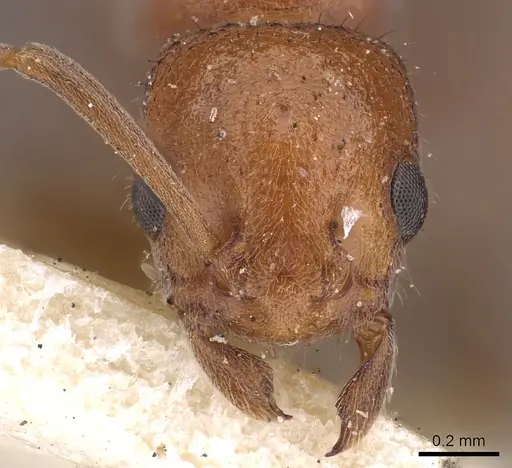 Platythyrea dentinodis - CASENT0900578