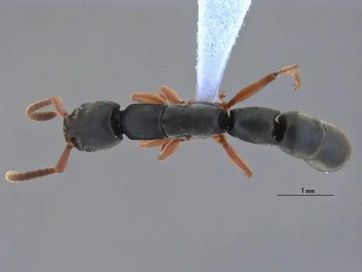 Platythyrea exigua specimen