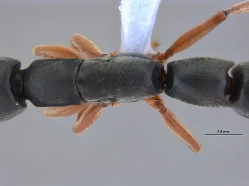 Platythyrea exigua specimen