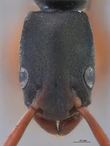 Platythyrea exigua specimen