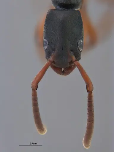 Platythyrea exigua - ANTWEB1047054